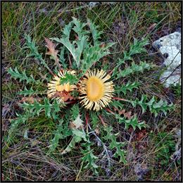 La "Carline Acaule", appelée aussi gardabelle - Nicolas L. - Flickr