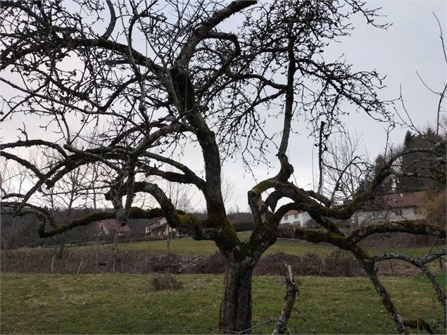 Formation taille des arbres fruitiers_Saint-Pierre-de-Genebroz - L'arbre perché