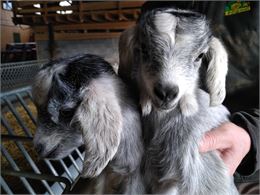 Visite de la bergerie "Au rythme du troupeau" aux Plans d'Hotonnes_Haut Valromey - Pierre Blondiaux