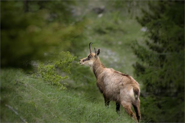 Chamois - Sergio Cerrato - Italia de Pixabay