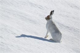 Maraudage en Réserve Naturelle : Sur la piste du sauvage - Guillaume Collombet