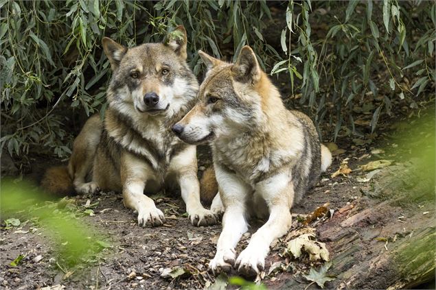 Loup, qui es tu ? Une animation de la réserve naturelle des Contamines-Montjoie - Crédit Rain Carnat