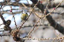 Science Sandwich : Ballade bleue, dans le monde des mésanges_Chamonix-Mont-Blanc - CREA Mont-Blanc