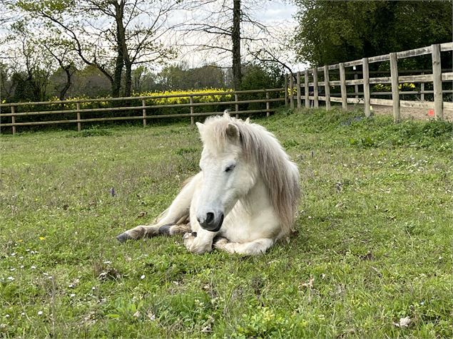 poney  - @easycheval