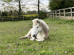 poney  - @easycheval