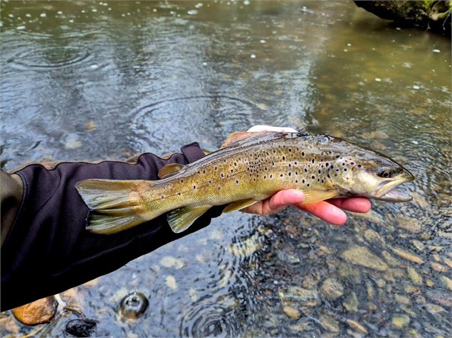 Truite Dario - La Gaule Sereine