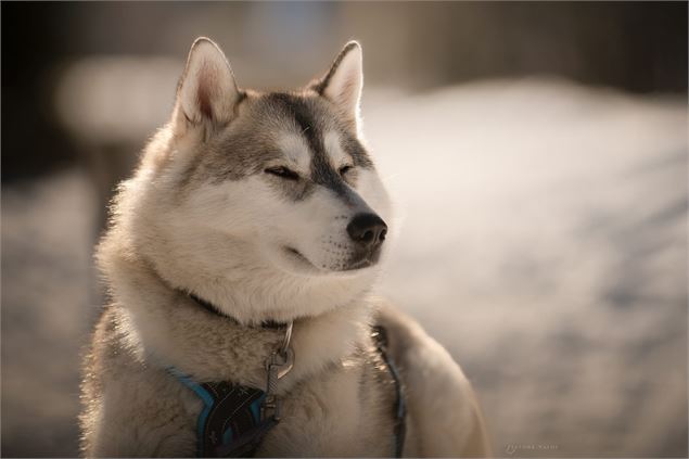 Rencontre avec les chiens de traîneau