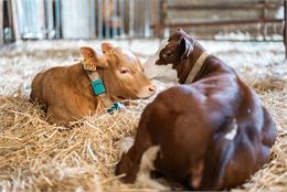 Visite, traite et soin des vaches
