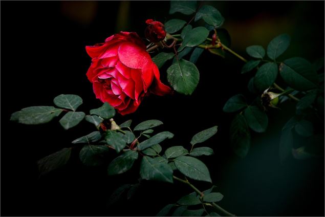 Conférence Young Adult - Pixabay