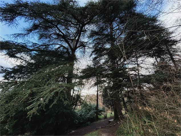 Sylvothérapie - Dans le Bois Vidal