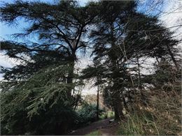 Sylvothérapie - Dans le Bois Vidal