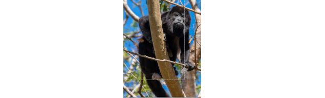 Photo d'un primate - Pierre VELLAY