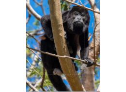 Photo d'un primate - Pierre VELLAY