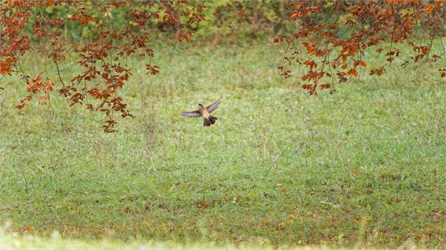 Le geai des chênes - sebastien DURLIN