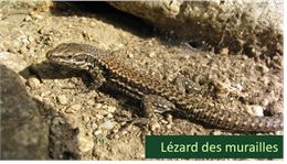 Opération Sang-Froid : mission reptiles à Combloux !_Combloux - mairie Combloux