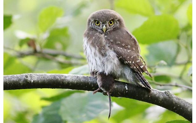 Chouette chevechette - Istockphoto