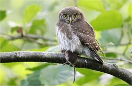 Chouette chevechette - Istockphoto