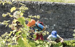 Rendez-vous aux jardins : La visite-atelier des 4-6 ans "Mon herbier des Charmettes"_Chambéry - Musé