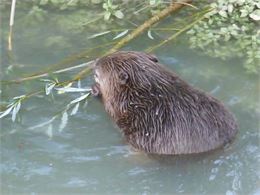 Le castor des Usses - SMECRU