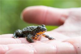 A la recherche des amphibiens_Chessenaz