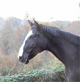 Cheval - Equi'tout'horizon