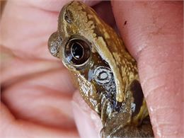 Grenouille lors du sauvetage des crapauds - Viviane Cervellin