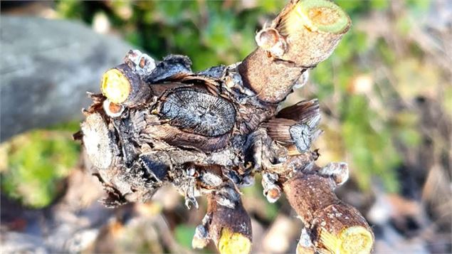Ateliers | Tailles des vignes_La Plagne Tarentaise - Vignes de Tarentaise