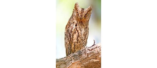 Sortie nature : A la rencontre du hibou petit duc - CEN