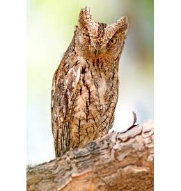 Sortie nature : A la rencontre du hibou petit duc - CEN