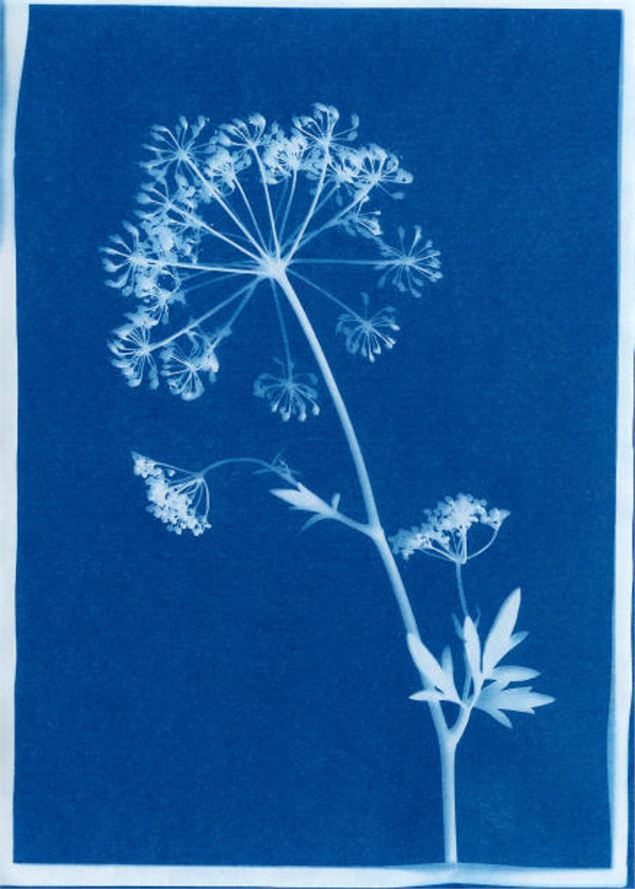 Printemps en fête - Cyanotype - Istockphotos
