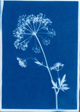 Printemps en fête - Cyanotype - Istockphotos