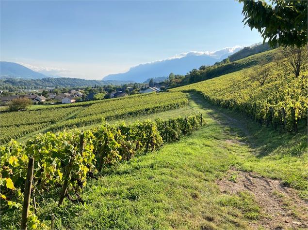 Apéro'Vignes - OTCDS