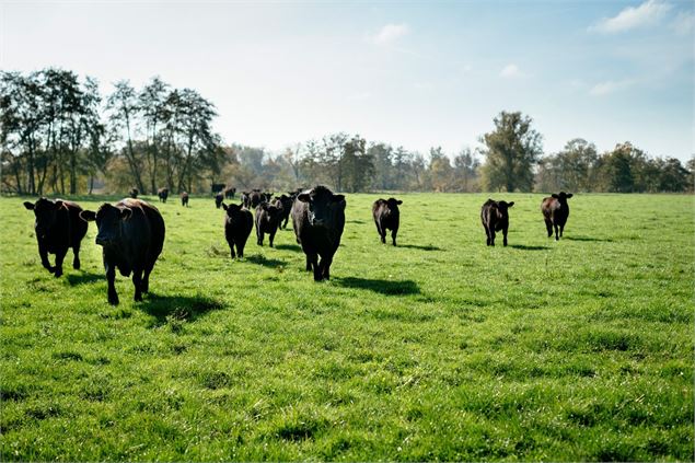 Au pré1 - ©J. Curt