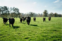 Au pré1 - ©J. Curt