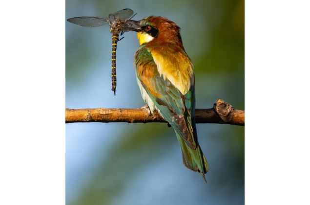 Challexpo Nature 2026 - ornithos Challex