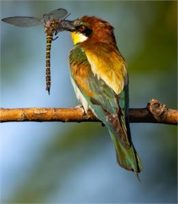 Challexpo Nature 2026 - ornithos Challex