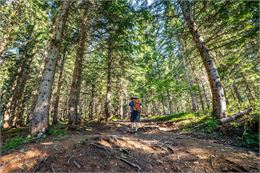 dans les bois de megeve - Marie bougault