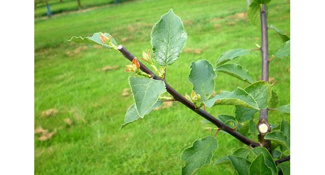 Arbre fruitier - Verger Tiocan