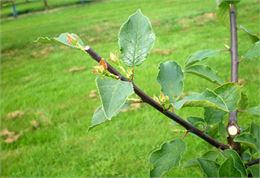 Arbre fruitier - Verger Tiocan