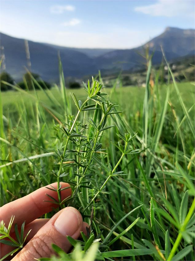 Balade plantes comestibles en Savoie - Muriel Lallée