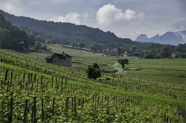 Lundi de Pentecôte, Balade dans les vignes avec le Domaine Dupasquier - Eperrin
