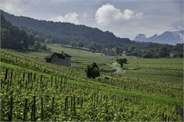 Lundi de Pentecôte, Balade dans les vignes avec le Domaine Dupasquier - Eperrin