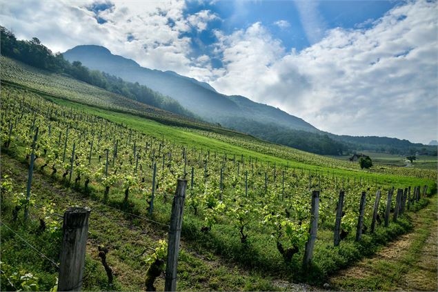 Les mercredis dans les vignes au Domaine Dupasquier ! - EPerrin