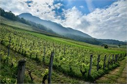 Les mercredis dans les vignes au Domaine Dupasquier ! - EPerrin