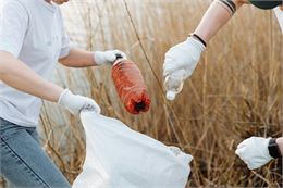 Matinée Verte - Pexels