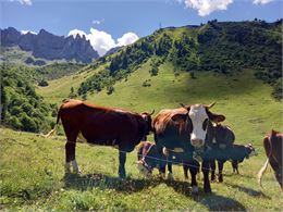 Abondances en alpage - Mylène Perrin - CCPMB