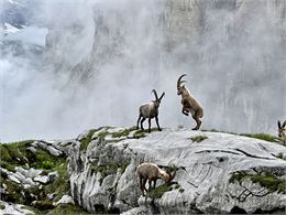 Jeune bouquetin dans la brume - Joseph Rouget