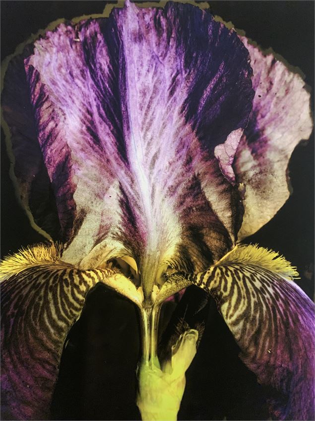 FLEUR une exposition de Yuliia Kryvytska  et Peter Woodburn - Peter Woodburn