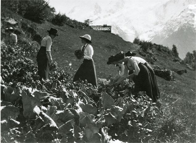 Atelier : Potager de papier_Les Houches - collection musée Montagnard