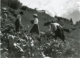 Atelier : Potager de papier_Les Houches - collection musée Montagnard